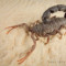 Parabuthus transvaalicus