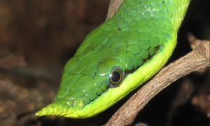 Rhynchophis boulengeri – rogowąż Boulengera