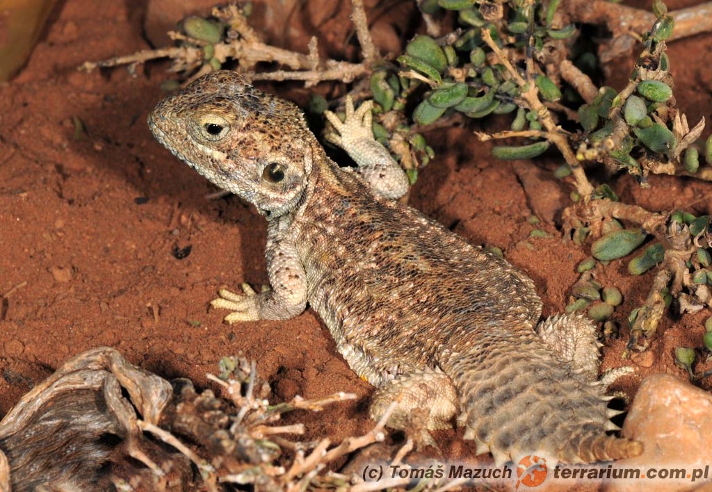 Xenagama batillifera – agama