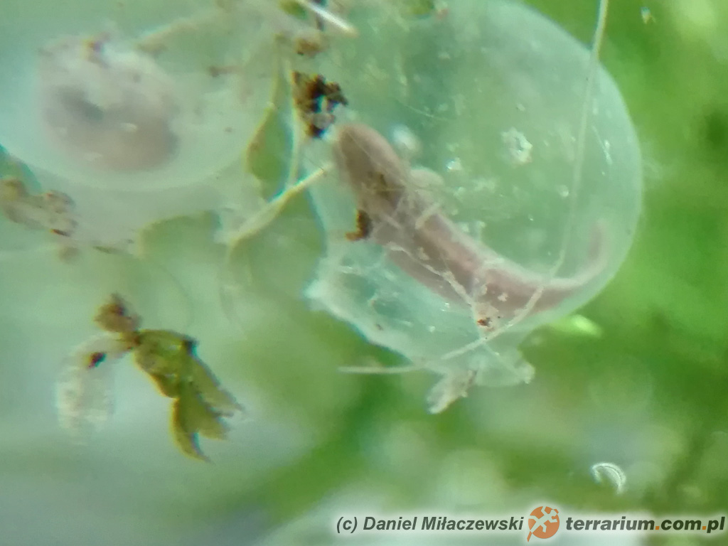 Tylototriton shanjing – traszka mandaryńska