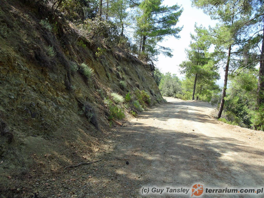 Lycosa praegrandis – lokalizacja Cypr