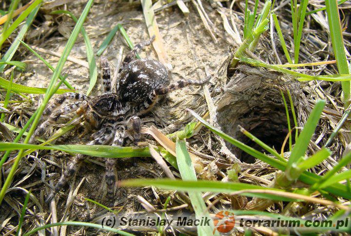 Lycosa singoriensis – tarantula ukraińska – w naturze