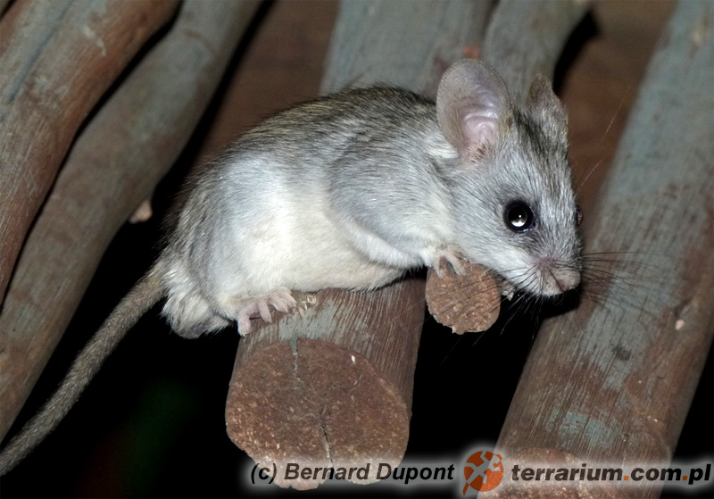 Thallomys nigricauda – akacjoszczur czarnoogonowy