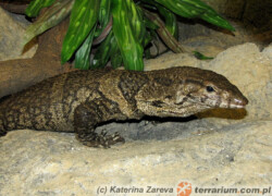 Varanus dumerilii