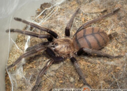 Chilobrachys fimbriatus – ptasznik