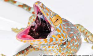 Gekko gecko – gekon toke