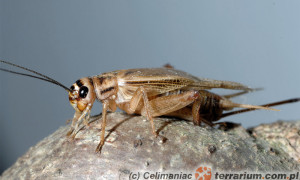 Acheta domesticus – świerszcz domowy