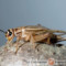 Acheta domesticus – świerszcz domowy
