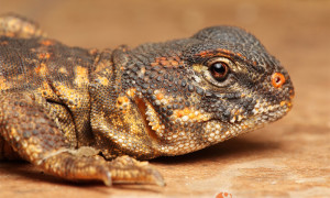 Uromastyx geyri