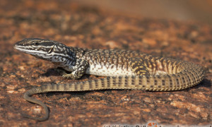 Varanus acanthurus – waran kolczastoogonowy