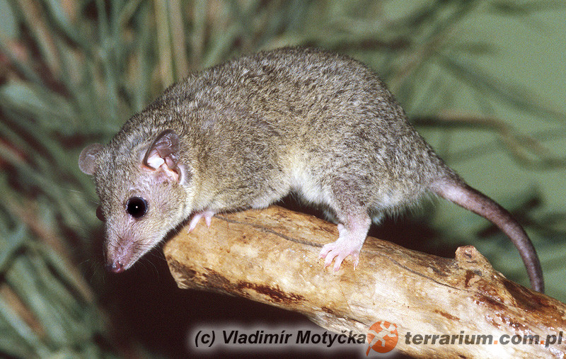 Opos krótkoogonowy (Monodelphis domestica)
