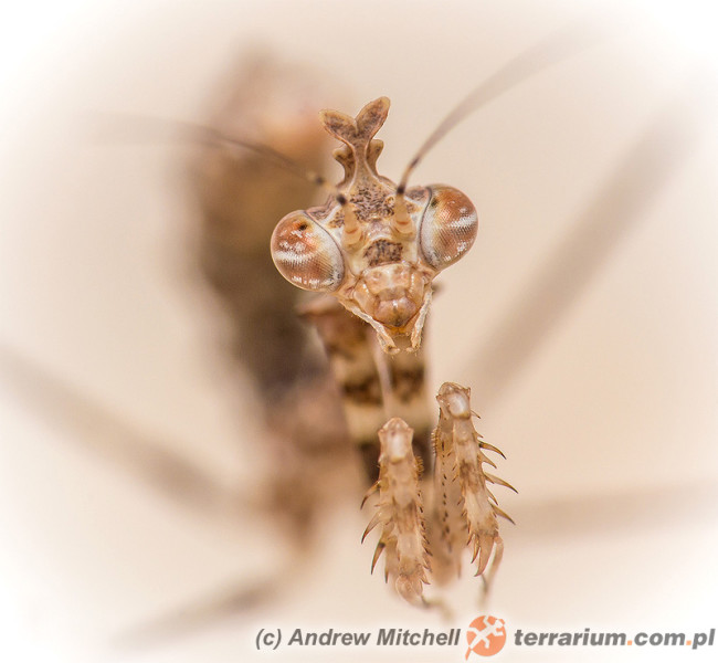 Sibylla pretiosa – Terrarium