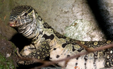 Varanus niloticus – waran nilowy
