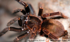 Ephebopus rufescens – ptasznik