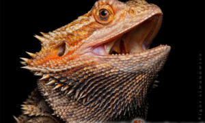 Pogona vitticeps – agama brodata