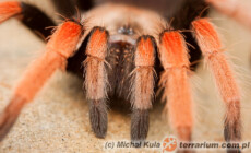 Theraphosidae – ptasznikowate