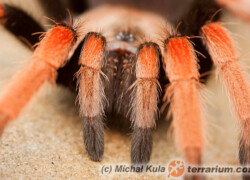 Theraphosidae – ptasznikowate