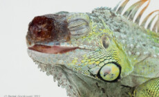 Ludzka głupota nie zna granic – dokąd zmierza terrarystyka?