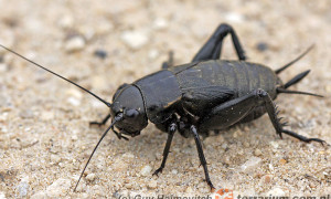 Gryllus bimaculatus – świerszcz środziemnomorski