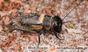 Gryllus campestris – świerszcz polny