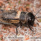 Gryllus campestris – świerszcz polny
