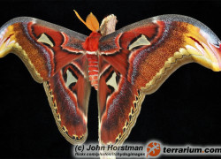 Attacus atlas – pawica atlas