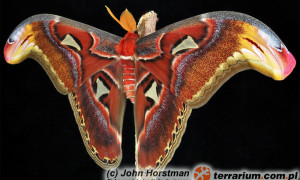 Attacus atlas – pawica atlas