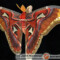 Attacus atlas – pawica atlas
