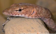 Varanus pilbarensis – waran
