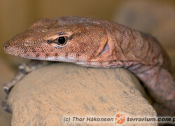 Varanus pilbarensis – waran