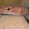 Varanus pilbarensis – waran