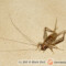 Gryllodes sigillatus – świerszcz bananowy
