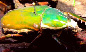 Mecynorrhina torquata immaculicollis