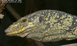 Varanus olivaceus