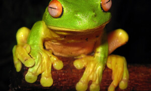 Litoria chloris