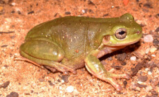 Litoria gilleni