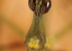 Proscopiidae – szarańcza patyczakowata