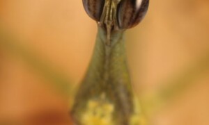 Proscopiidae – szarańcza patyczakowata
