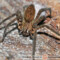 Cupiennius salei