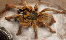 Augacephalus breyeri – ptasznik