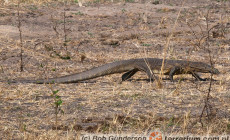 Varanus mabitang