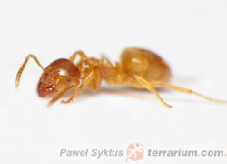 Lasius flavus – podziemnica zwyczajna