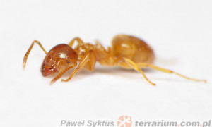 Lasius flavus – podziemnica zwyczajna