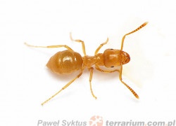 Lasius umbratus – podziemnica ciepłolubna