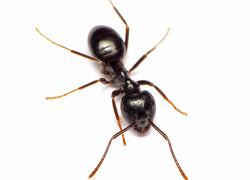 Lasius spp.