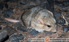 Pachyuromys duprasi – tłustogon afrykański