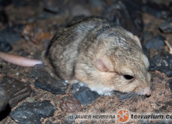 Pachyuromys duprasi – tłustogon afrykański