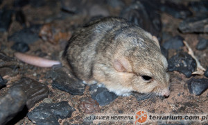 Pachyuromys duprasi – tłustogon afrykański