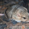Pachyuromys duprasi – tłustogon afrykański