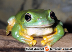 Litoria splendida